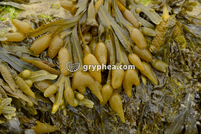 Fucus vésiculeux - organes reproducteurs mâles à maturité - gryphea.org